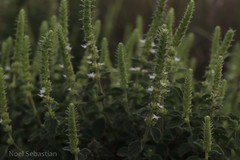 Pogostemon mollis